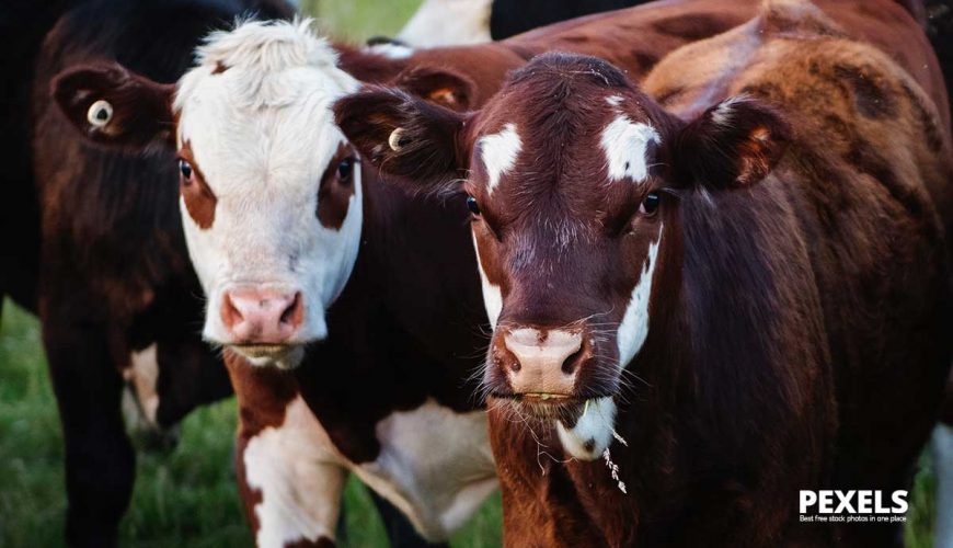 Romania-intruneste-conditiile-pentru-exportul-de-bovine-si-ovine-in-Regatul-Arabiei-Saudite