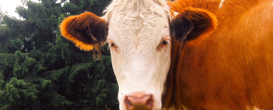 Deparazitarea-la-animale-cateva-informatii-extrem-de-utile