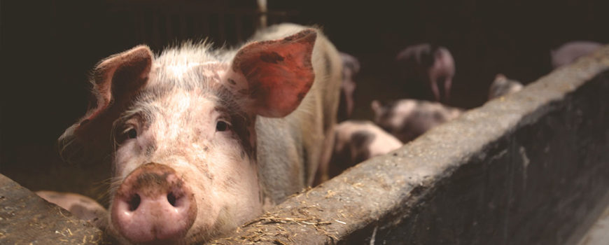 ANSVSA-anunta-valoarea-despagubirilor-alocate-din-cauza-evolutiei-pestei-porcine-africane