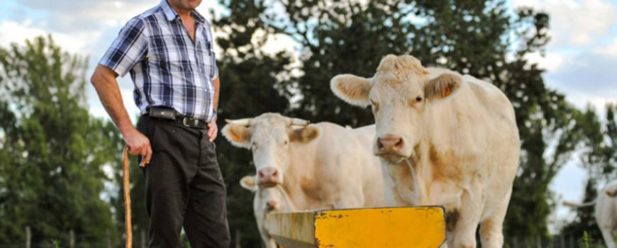 AFIR-pana-la-15.000-de-euro-pentru-micii-fermieri.-Cum-pot-fi-cheltuiti-banii