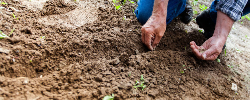 MADR-ce-beneficii-pot-avea-fermierii-care-folosesc-seminte-certificate