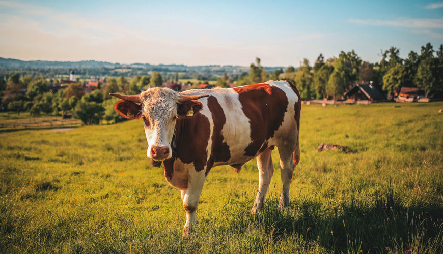 Reguli-ANSVSA-stricte-pentru-crescatorii-de-ovine-caprine-si-bovine